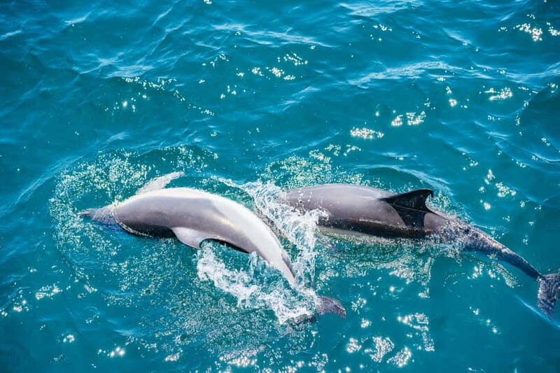 Gibraltar: Dolphin Watching Tour - Practical Details and Tips