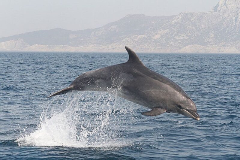 Gibraltar Dolphins Watching Day Trip from Seville - Who Will Benefit Most from This Tour?