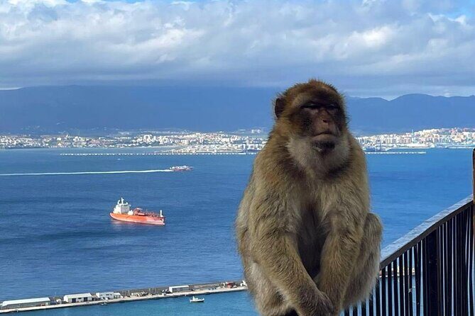 Gibraltar Private Daytrip From Malaga - An In-Depth Look at the Gibraltar Daytrip