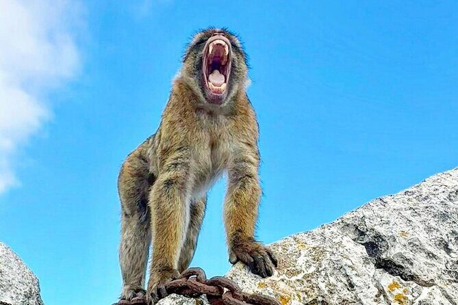 Gibraltar Private Daytrip From Sevilla - Key Points
