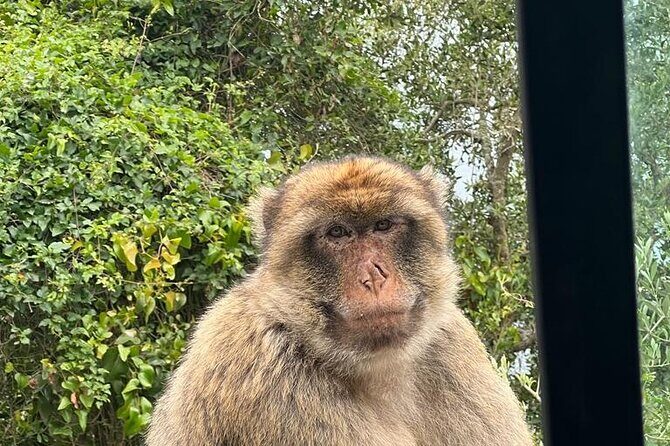 Gibraltar Private Tour from Malaga and Surronding Areas - FAQ