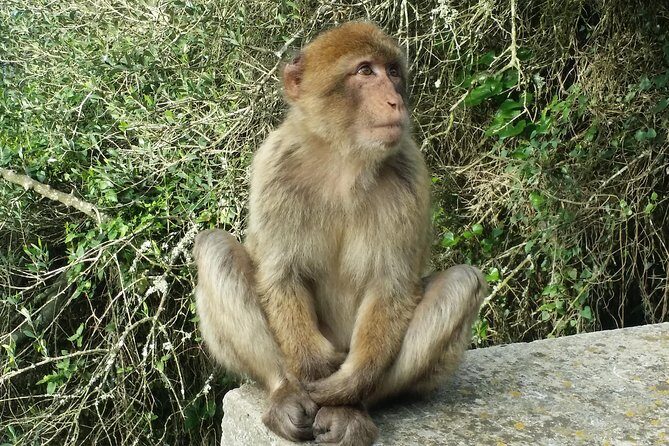 Gibraltar private tour from Marbella or Malaga - Final Thoughts: Is This Tour Worth It?