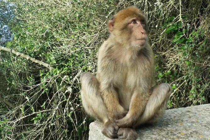 Gibraltar private trip from Marbella or Malaga - The Experience: What Travelers Say