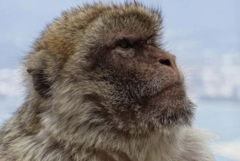 Gibraltar Shore Excursion: The Original Rock & Caves Tour - Exploring Gibraltar on the "Original Rock & Caves" Tour