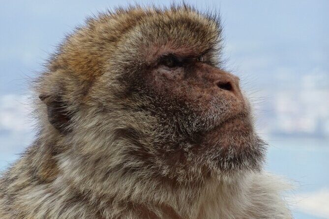 Gibraltar Shore Excursion: The Original Rock, Shop & Caves Tour - Who Will Love This Tour?