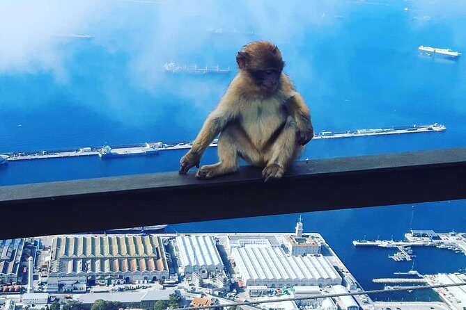 Gibraltar Sightseeing : Extended Rock Tour / Shore Excursion (Private) - Final thoughts