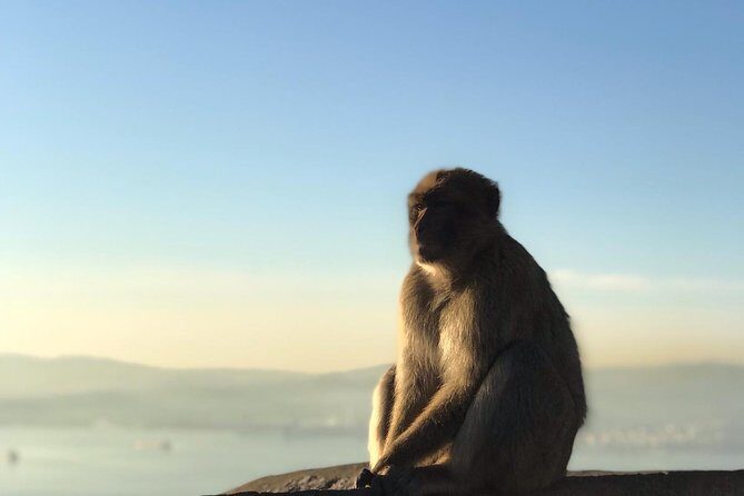 Gibraltar Sightseeing: Premium Rock Tour / Shore Excursion (Private) - The Sum Up: Is It Worth It?