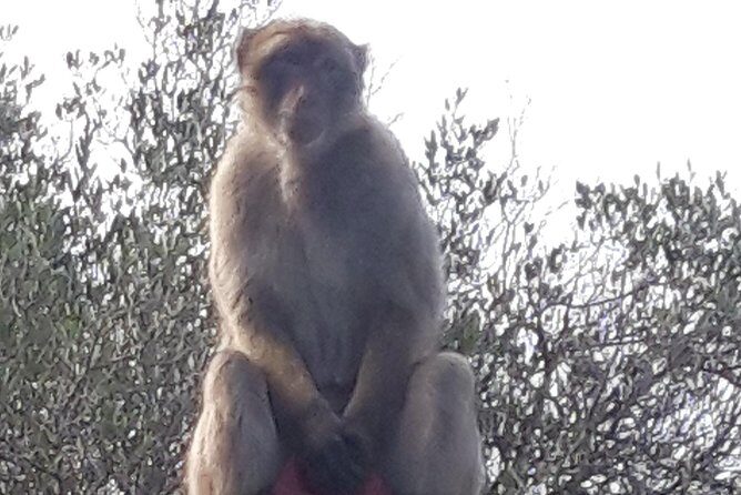 Gibraltar Sightseeing :SKYWALK AND SUSPENSION BRIDGE TOUR (Private) - FAQ