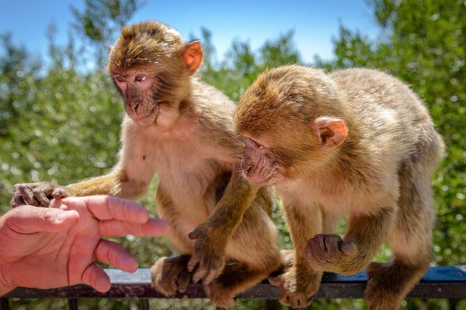 Gibraltar Skywalk & Bridge tour and Much More 3.30hrs - Who Should Consider This Tour?