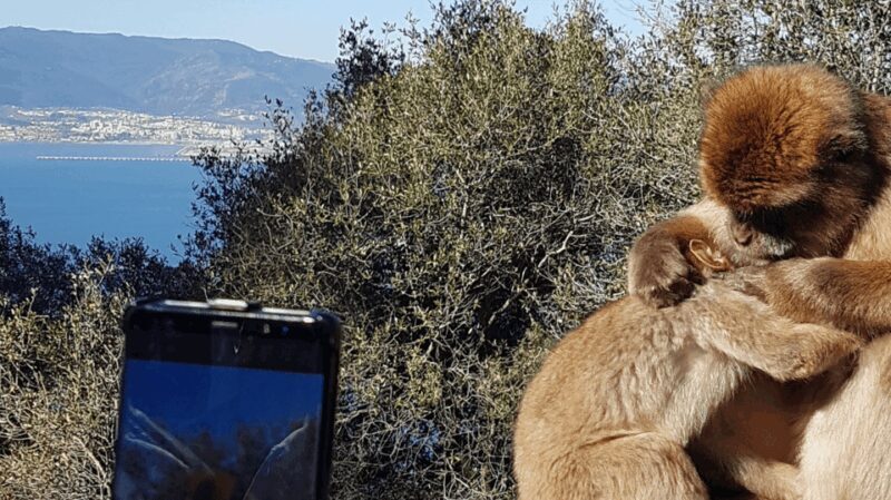 Gibraltar: Tour guiado desde la Costa Del Sol - FAQ