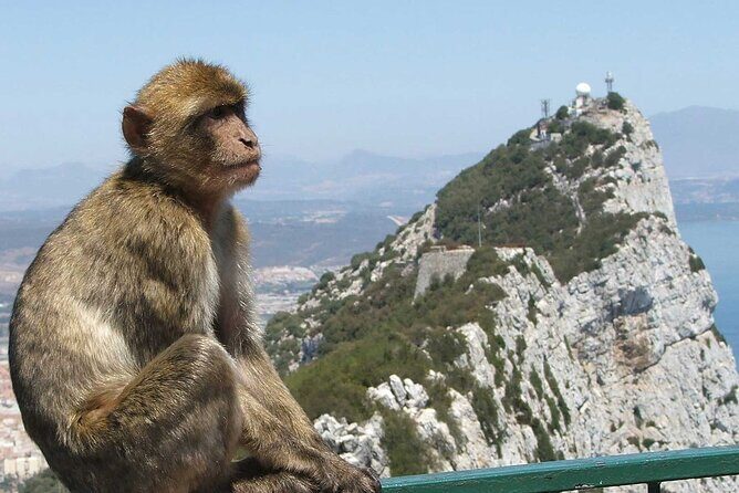 Gibraltar with St Michael Caves Guided Tour from Costa del Sol - Key Points