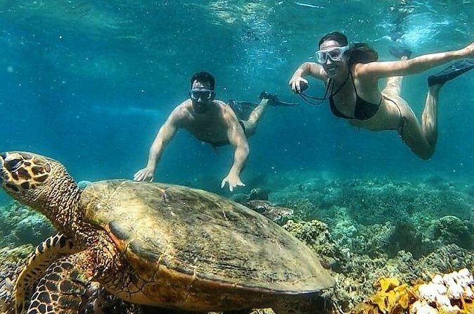 Gili Air : Private Snorkeling with 4 spots - Who Will Enjoy This Tour?