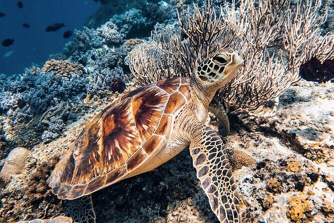 Gili Air: Snorkeling 3 Gili Islands with GoPro Camera - FAQ