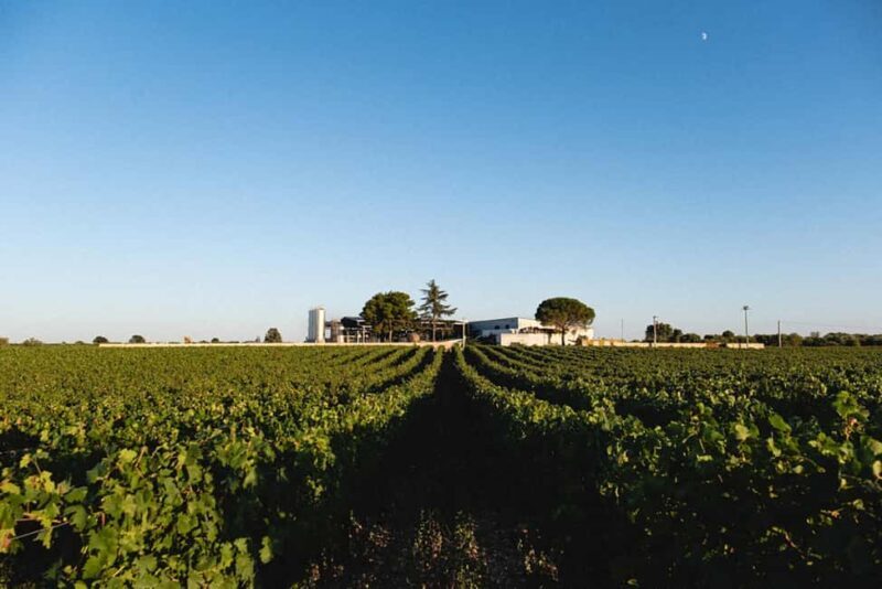 Gioia del Colle: Light Lunch with wine tasting - An Authentic Slice of Apulia: A Practical Overview