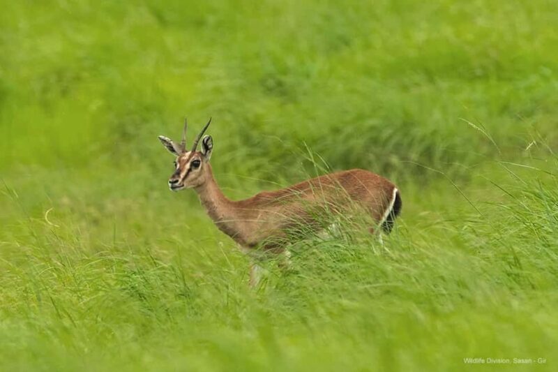 Gir National Park: Kankai Temple Safari with Hotel Pickup - FAQ