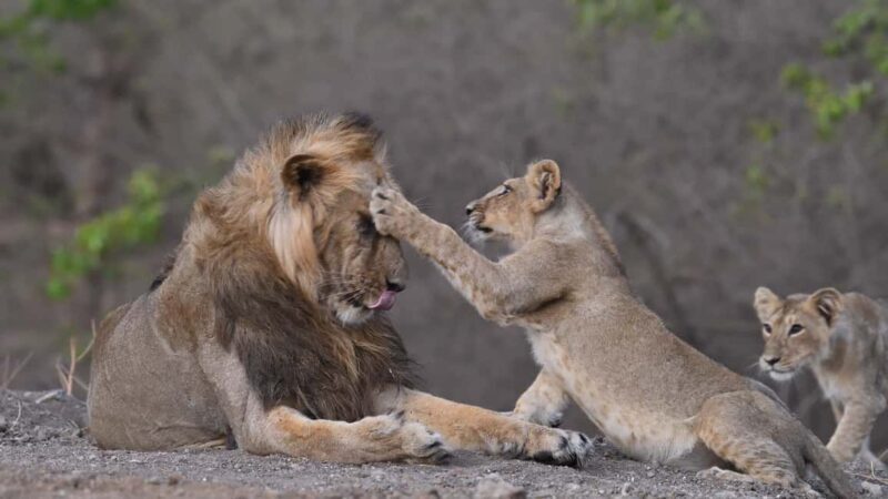 Gir National Park: Official Lion Safari with Hotel Pickup - Gir National Park: Official Lion Safari with Hotel Pickup