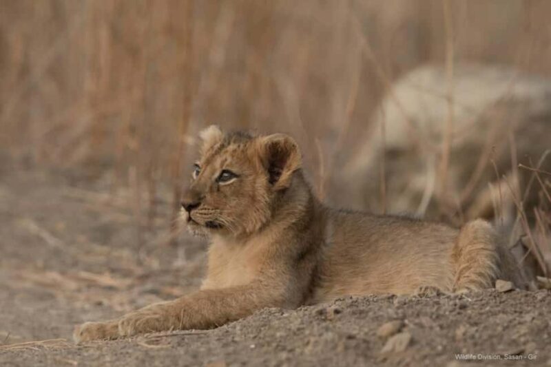 Gir National Park: Official Lion Safari with Hotel Pickup - FAQ