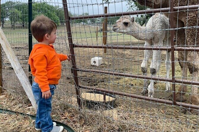 Giraffe Experience and Safari Wine Tour at Grapetown Vineyard - An In-Depth Look at the Giraffe Experience and Safari Wine Tour