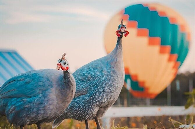 Giraffe Experience and Safari Wine Tour at Grapetown Vineyard - FAQ