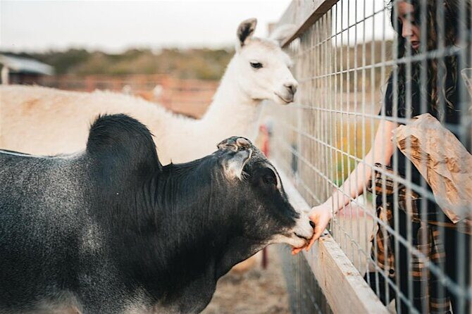 Giraffe Experience and Safari Wine Tour at Grapetown Vineyard - The Sum Up