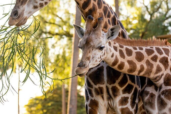 Giraffe Experience at Melbourne Zoo - excl. entry - Giraffe Experience at Melbourne Zoo - excl. entry: A Closer Look at Australia’s Tallest Residents