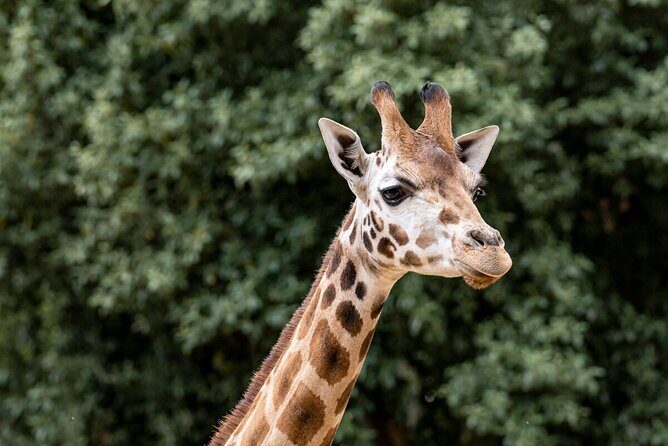 Giraffe Experience at Melbourne Zoo - excl. entry - Key Points