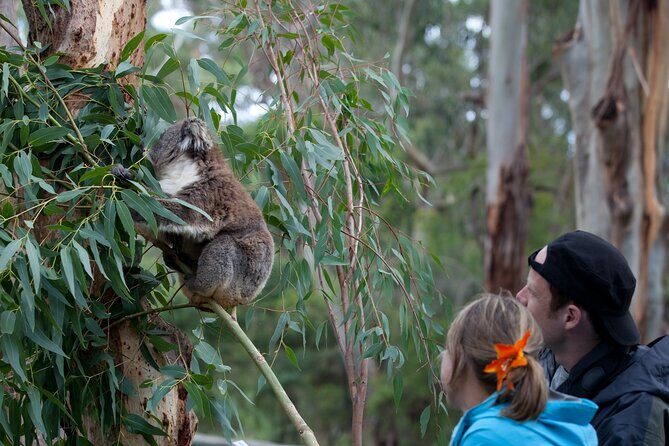 Giraffe Experience at Melbourne Zoo - excl. entry - Final Thoughts