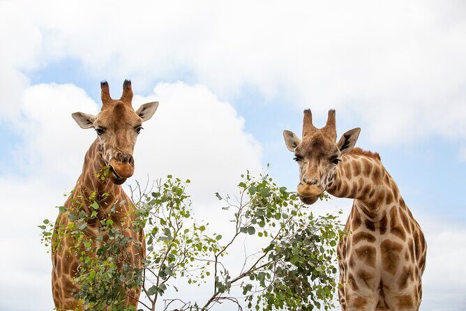 Giraffe Experience at Werribee Open Range Zoo - excl. entry - Werribee Open Range Zoo Giraffe Experience: An Up-Close Wild Encounter