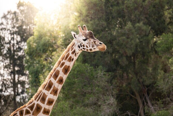 Giraffe Experience at Werribee Open Range Zoo - excl. entry - Key Points