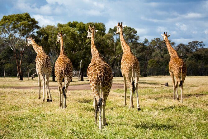 Giraffe Experience at Werribee Open Range Zoo - excl. entry - Who Would Love This Tour?