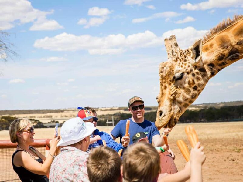 Giraffe Safari & a Day at Monarto Safari Park - Key Points