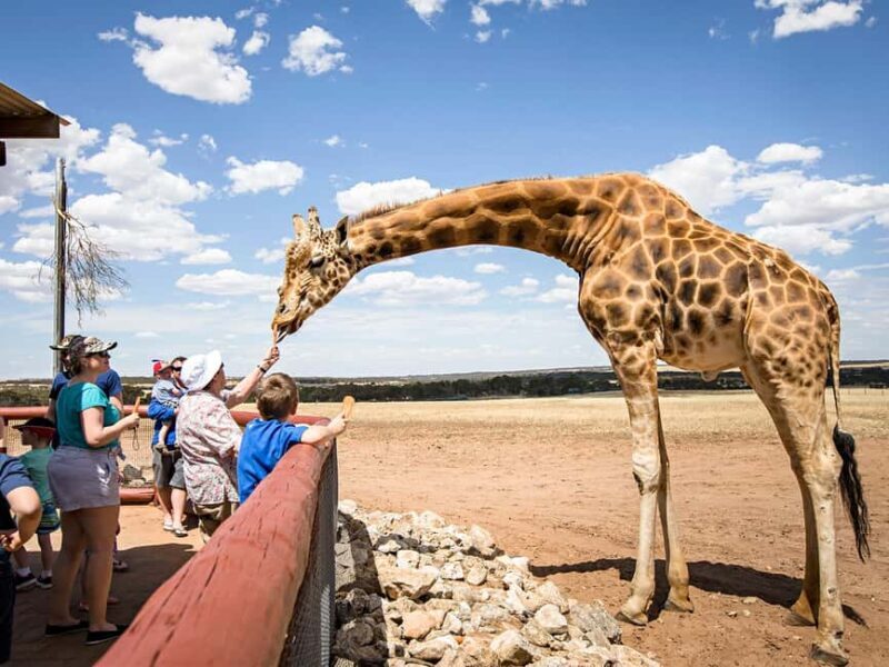 Giraffe Safari & a Day at Monarto Safari Park - Discovering Monarto Safari Park and the Giraffe Safari