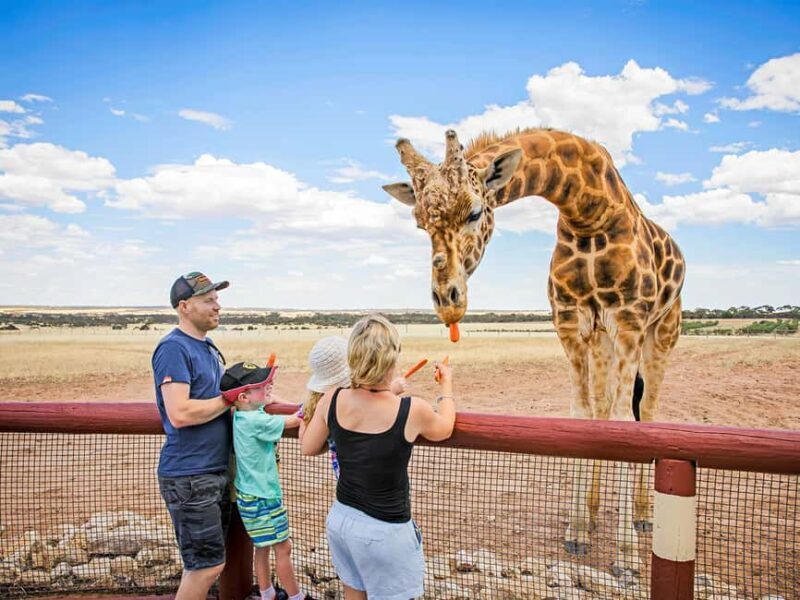 Giraffe Safari & a Day at Monarto Safari Park - The Park and Additional Attractions