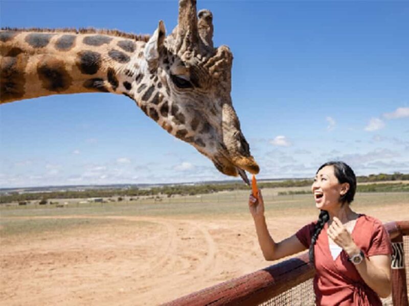 Giraffe Safari & a Day at Monarto Safari Park - Who Will Love This Experience?