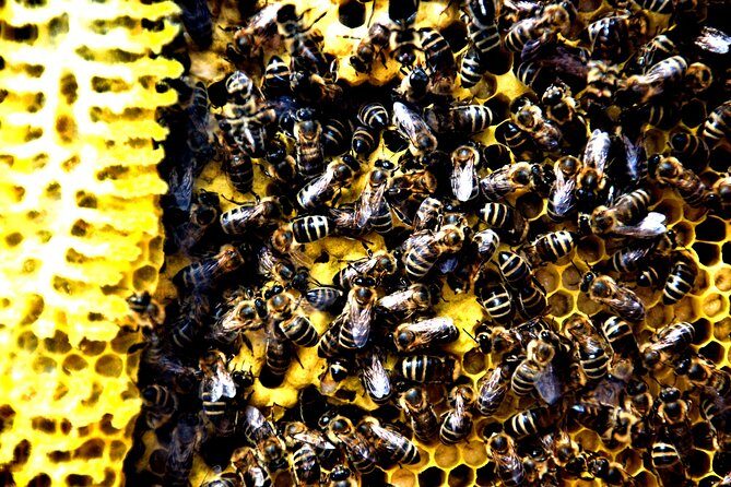 Give Bees a chance! - Key Points