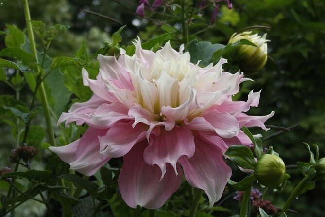 Giverny Monet's House Gardens Small-Group with Hotel* Pickup - Who Should Consider This Tour?