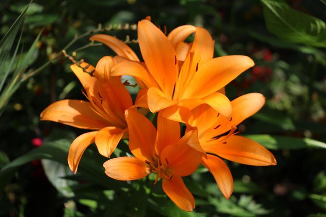 Giverny Private Half-Day Trip including Claude Monet' Gardens & House from Paris - Who Should Consider This Tour?