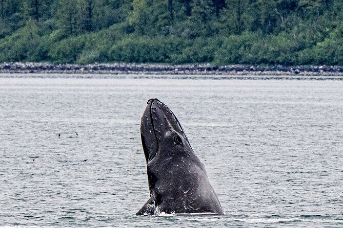 Glacier Bay Day Tour: Explore Tidewater Glaciers and Wildlife - Why This Tour Stands Out