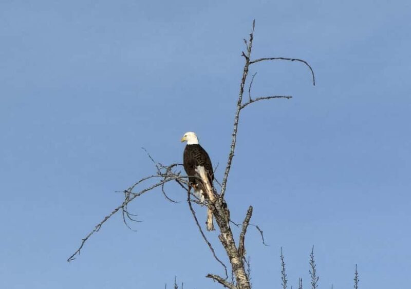 Glacier National Park: Summer Driving Tour with Lunch - A Close Look at the Itinerary