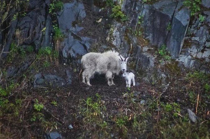 Glacier Quest Cruise Self Drive - FAQ