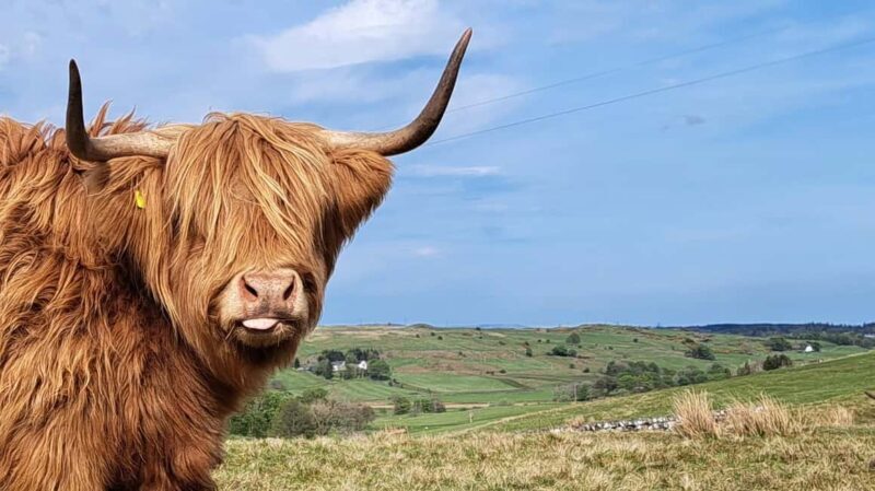 Glasgow: Highland Cow Trailer Tour with home baking - A Scenic and Authentic Farm Adventure Near Glasgow