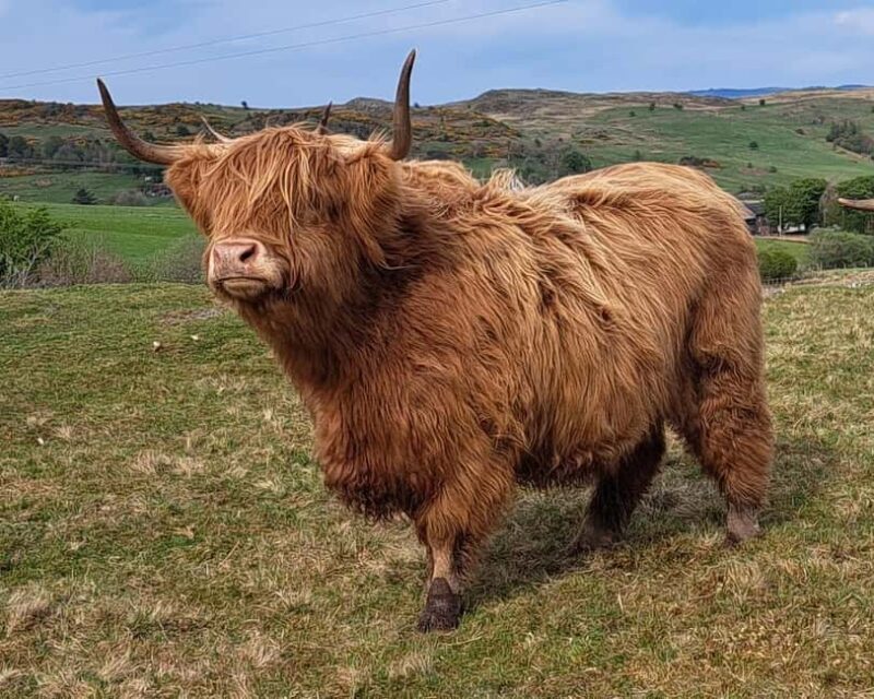 Glasgow: Highland Cow Trailer Tour with home baking - More Than Just a Farm Visit: A Genuine Connection to Scottish Agriculture