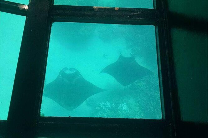 Glass-Bottom Boat Cruise from Waikoloa - Who Should Consider This Experience?