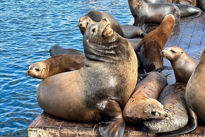 Glass Bottom Boat Ride in Redondo Beach - What to Expect on the Tour