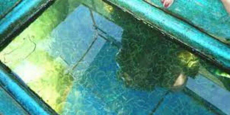 Glass Bottom Boat Ride in Trincomalee - Key Points