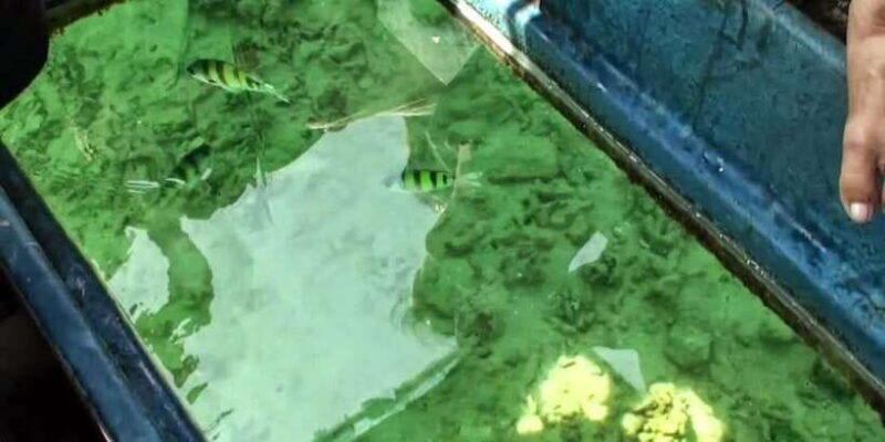 Glass Bottom Boat Ride in Trincomalee - A Closer Look at the Glass Bottom Boat Experience in Trincomalee