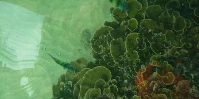 Glass Bottom Boat Ride in Trincomalee - Final Thoughts: Is It Worth It?