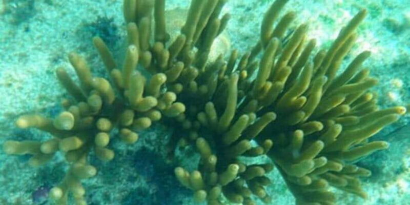 Glass Bottom Boat Ride in Trincomalee - Frequently Asked Questions