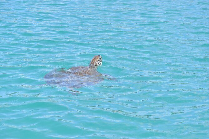 Glass Bottom Boat Snorkeling With Turtles & Shipwreck In Barbados - Final Thoughts