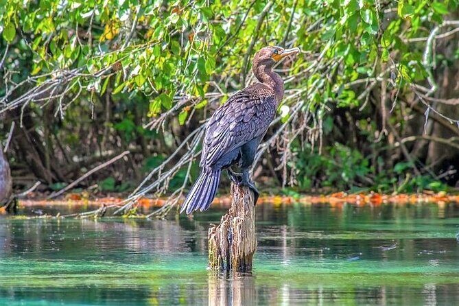Glass Bottom Kayak Eco Tour through Rainbow Springs - In-Depth Review of the Rainbow Springs Glass Bottom Kayak Eco Tour